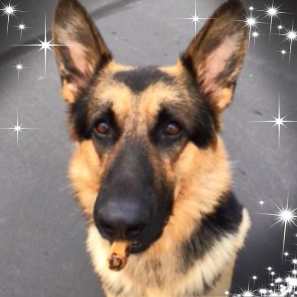 Meet your Posher, Bobbi - Picture 1 of 1